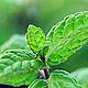 Menthol | Tiger Balm